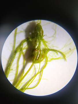 Image of Opposite Stonewort