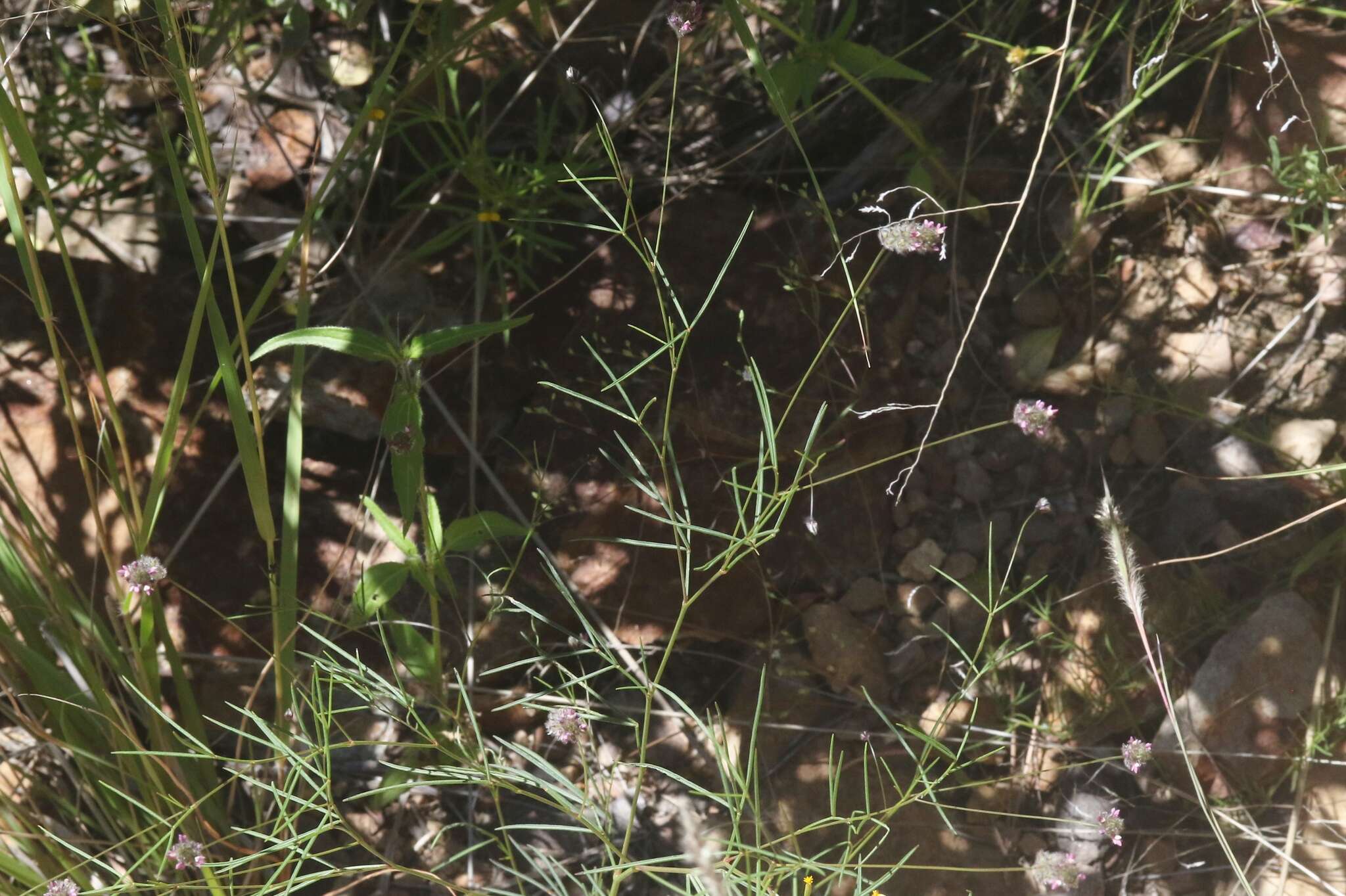 Plancia ëd Dalea filiformis A. Gray