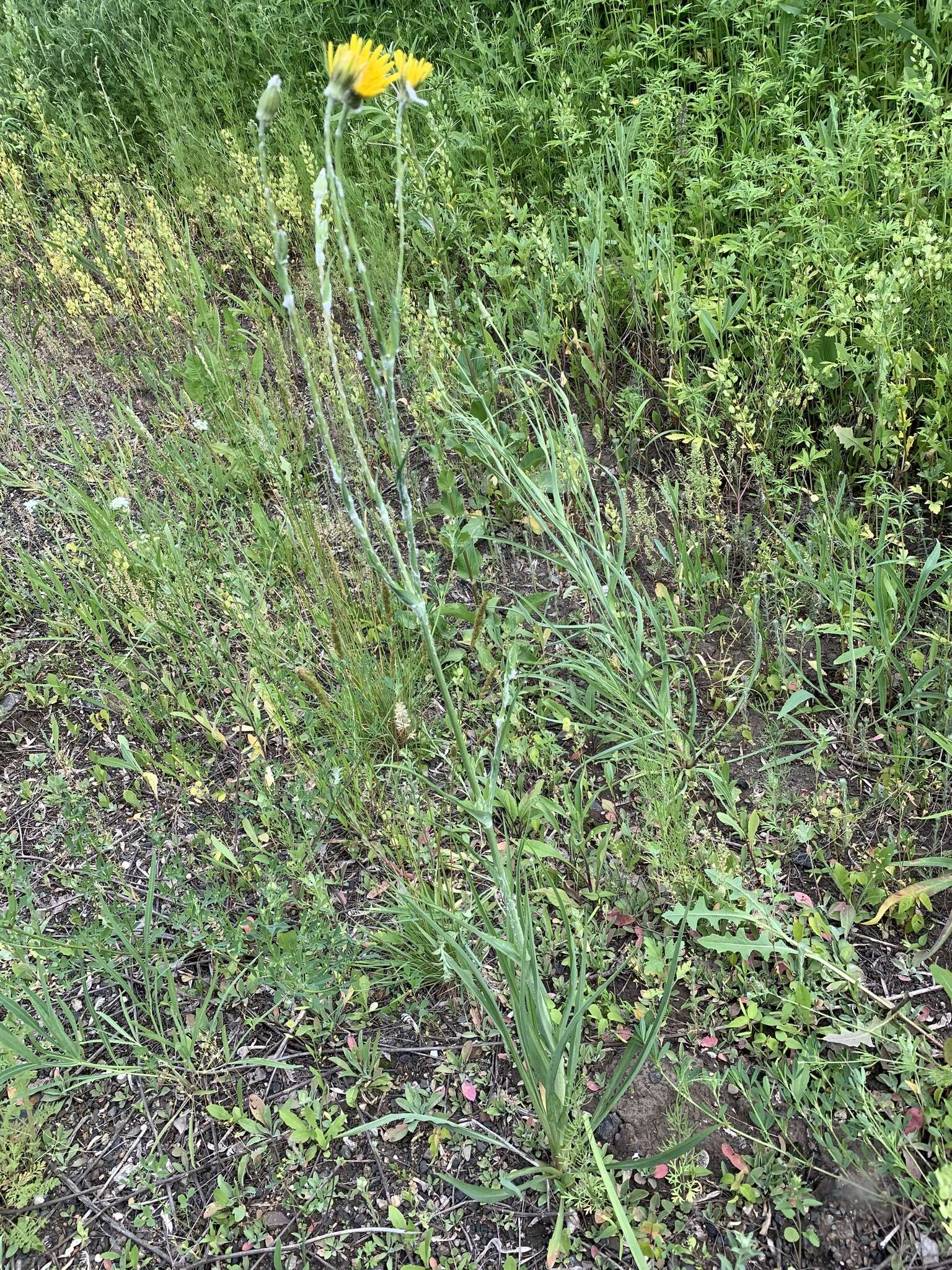 Image of Tragopogon dasyrhynchus Artemczuk