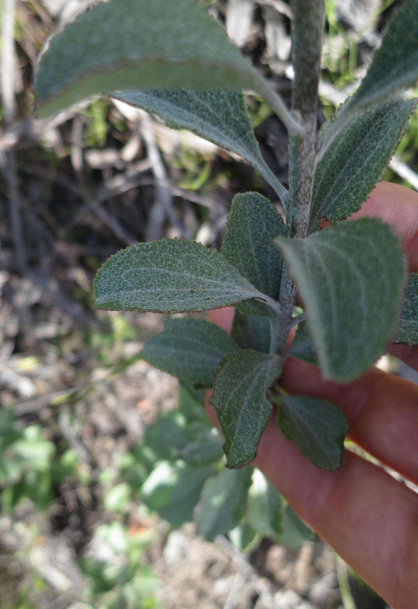 Image of Senecio crenatus Thunb.