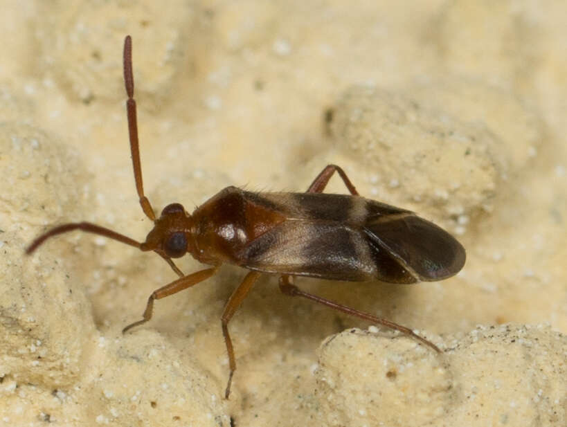 Image of Ceratocapsus apicatus Van Duzee 1921