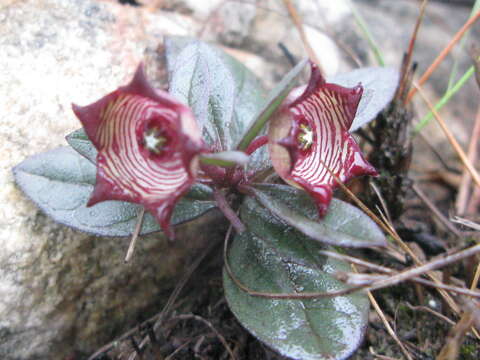 Image of Ceropegia modestantha Bruyns