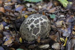 Image de Amanita merxmuelleri Bresinsky & Garrido 1985