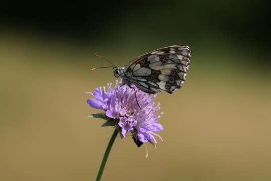 Image of marbled white