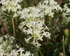 Image of Pimelea humilis R. Br.