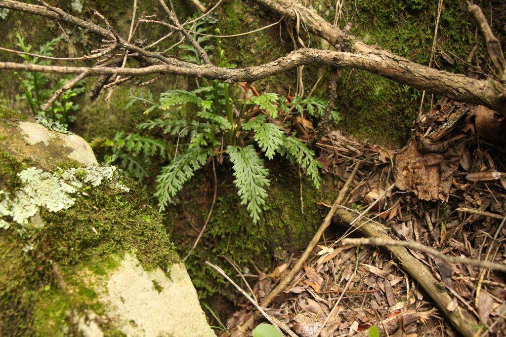 Image of Asplenium theciferum (Kunth) Mett.