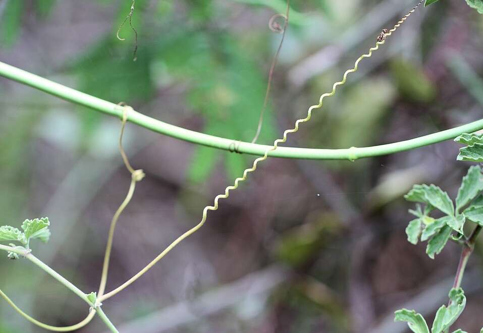 Image of Cyphostemma puberulum (C. A. Smith) Wild & R. B. Drumm.