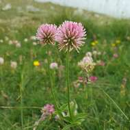 Imagem de Trifolium montanum subsp. rupestre (Ten.) Pignatti