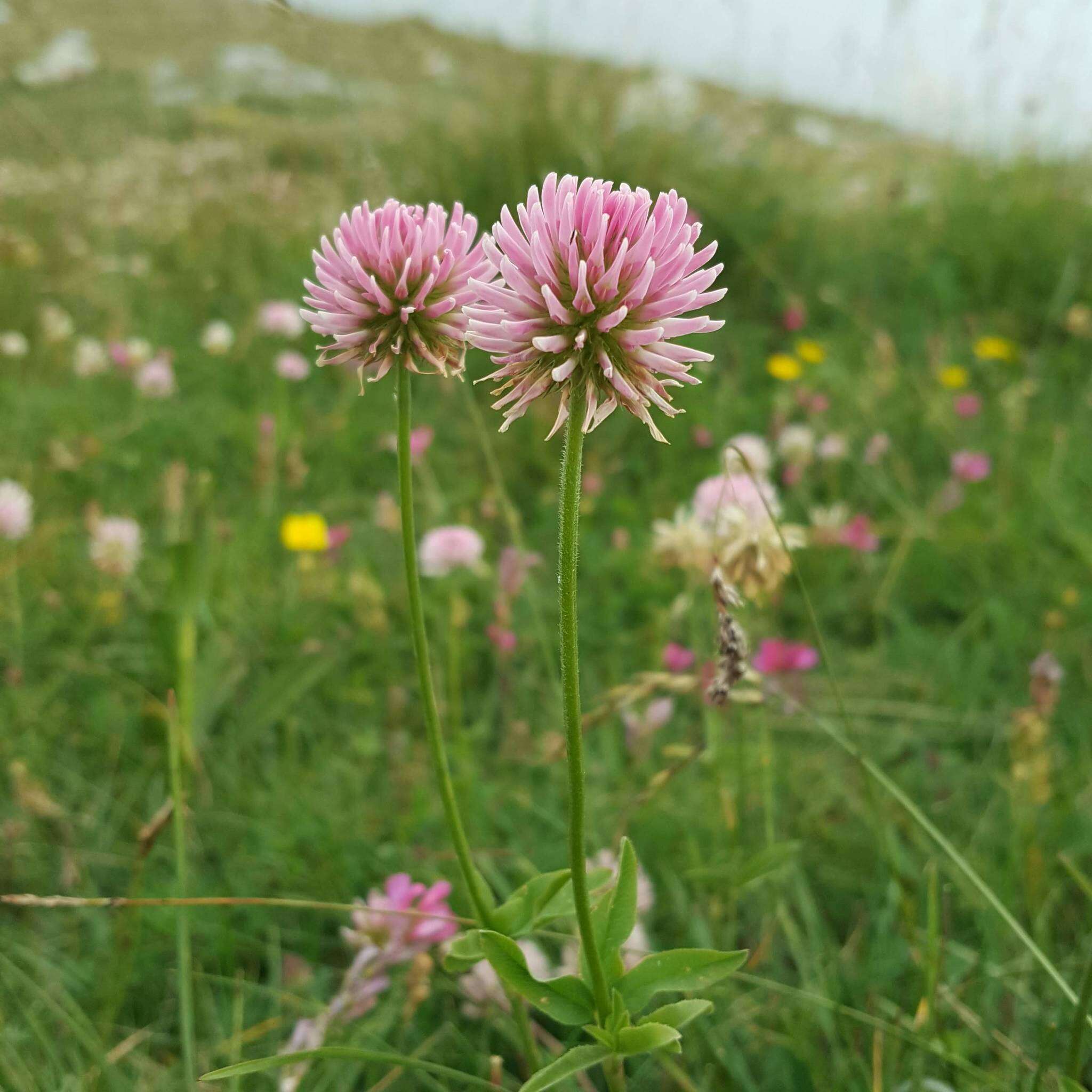 صورة Trifolium montanum subsp. rupestre (Ten.) Pignatti