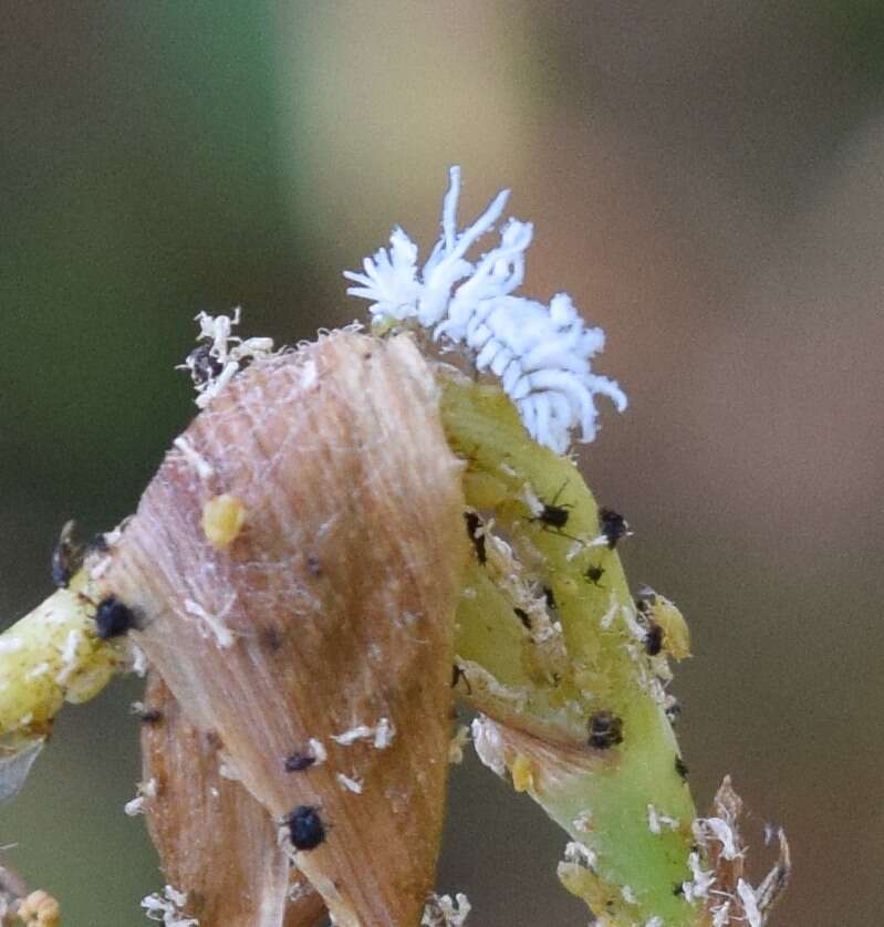 Image of Mealybug destroyer