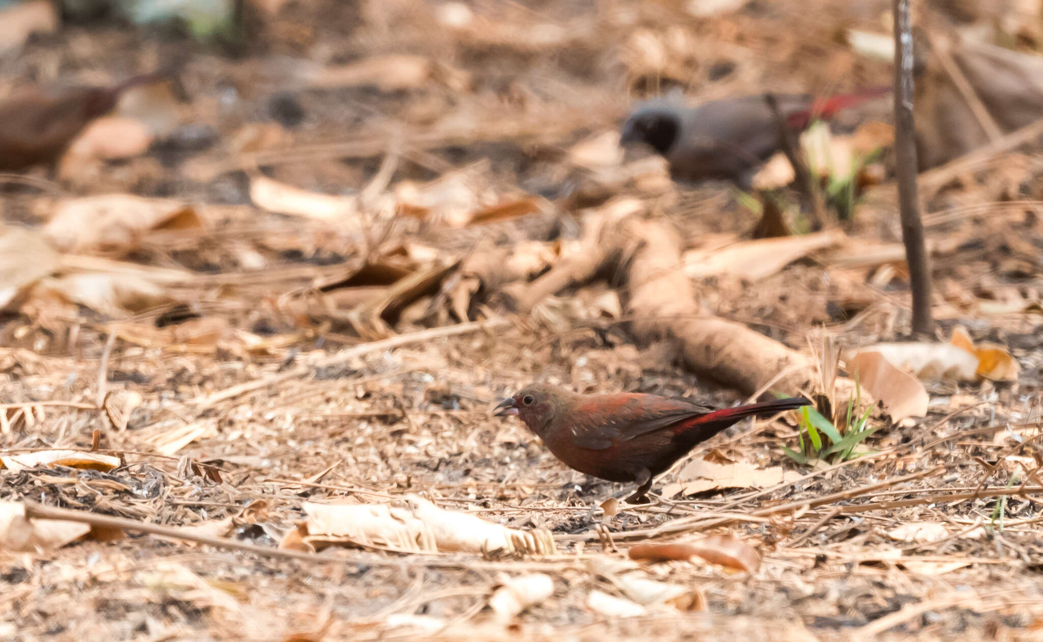 Image of Black-faced Firefinch