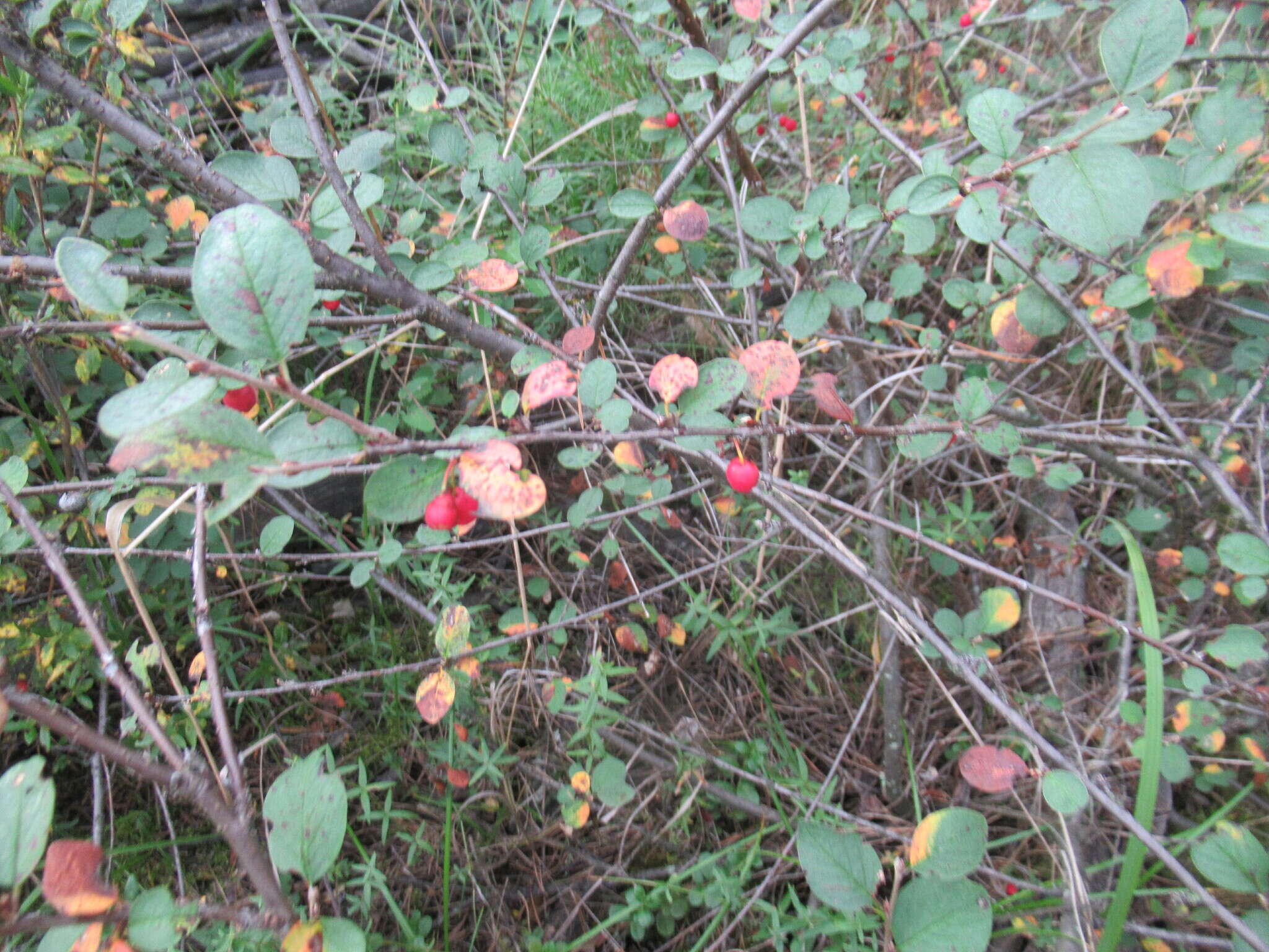 Image of Cotoneaster uniflorus Bunge