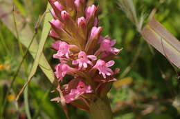 Image of Satyrium hallackii subsp. hallackii