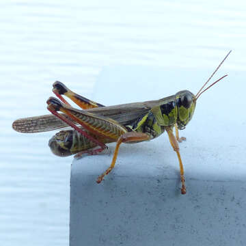 Image of Red-legged Grasshopper