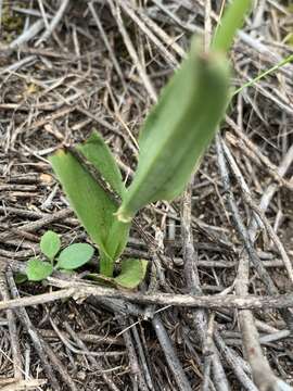 Image of Cooper's rein orchid