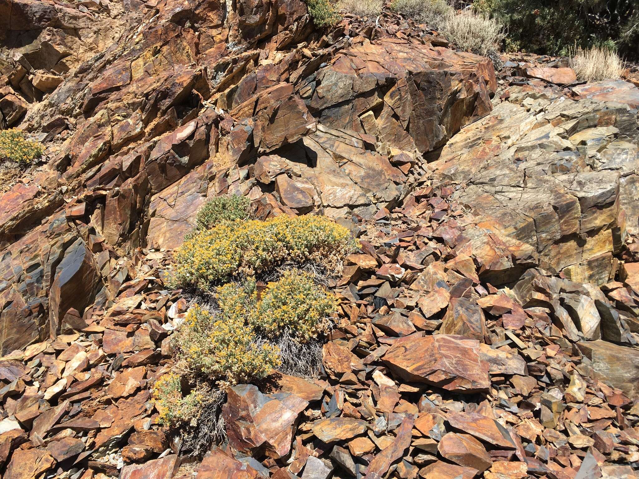 Image of Ericameria cuneata var. cuneata