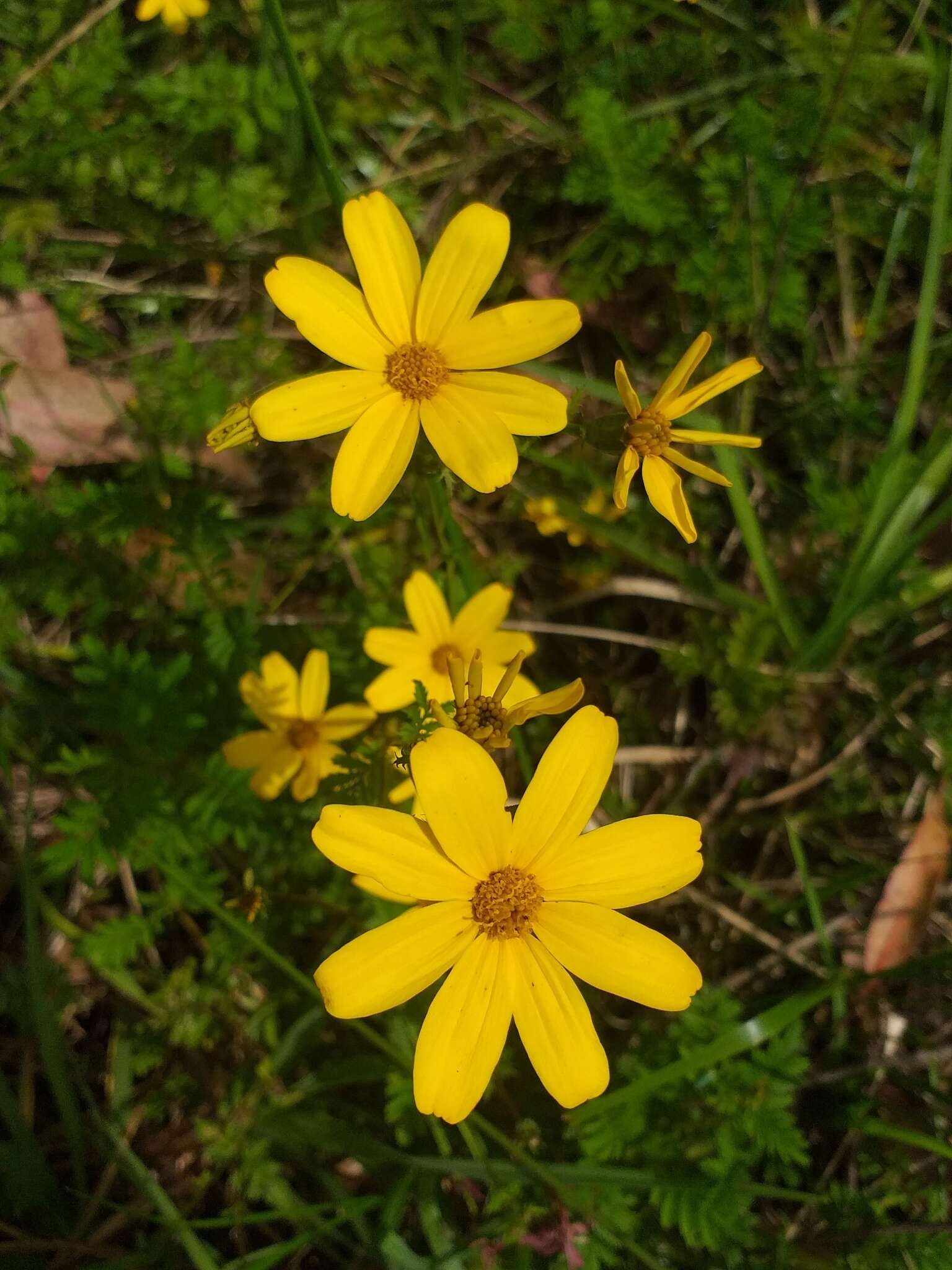 Imagem de Tagetes zypaquirensis Humb. & Bonpl.