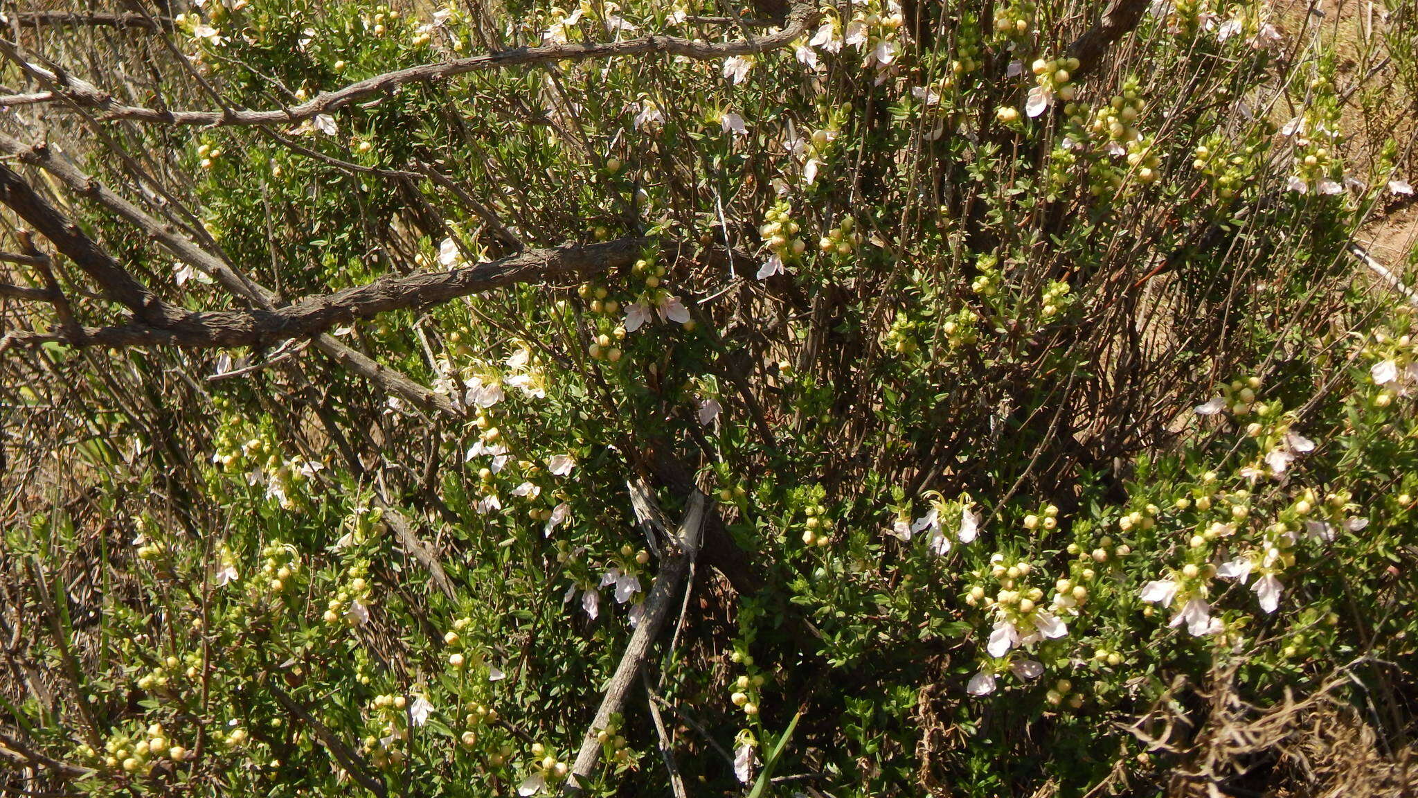Image of Teucrium bicolor Sm.