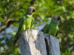 Image of Dusky-headed Parakeet