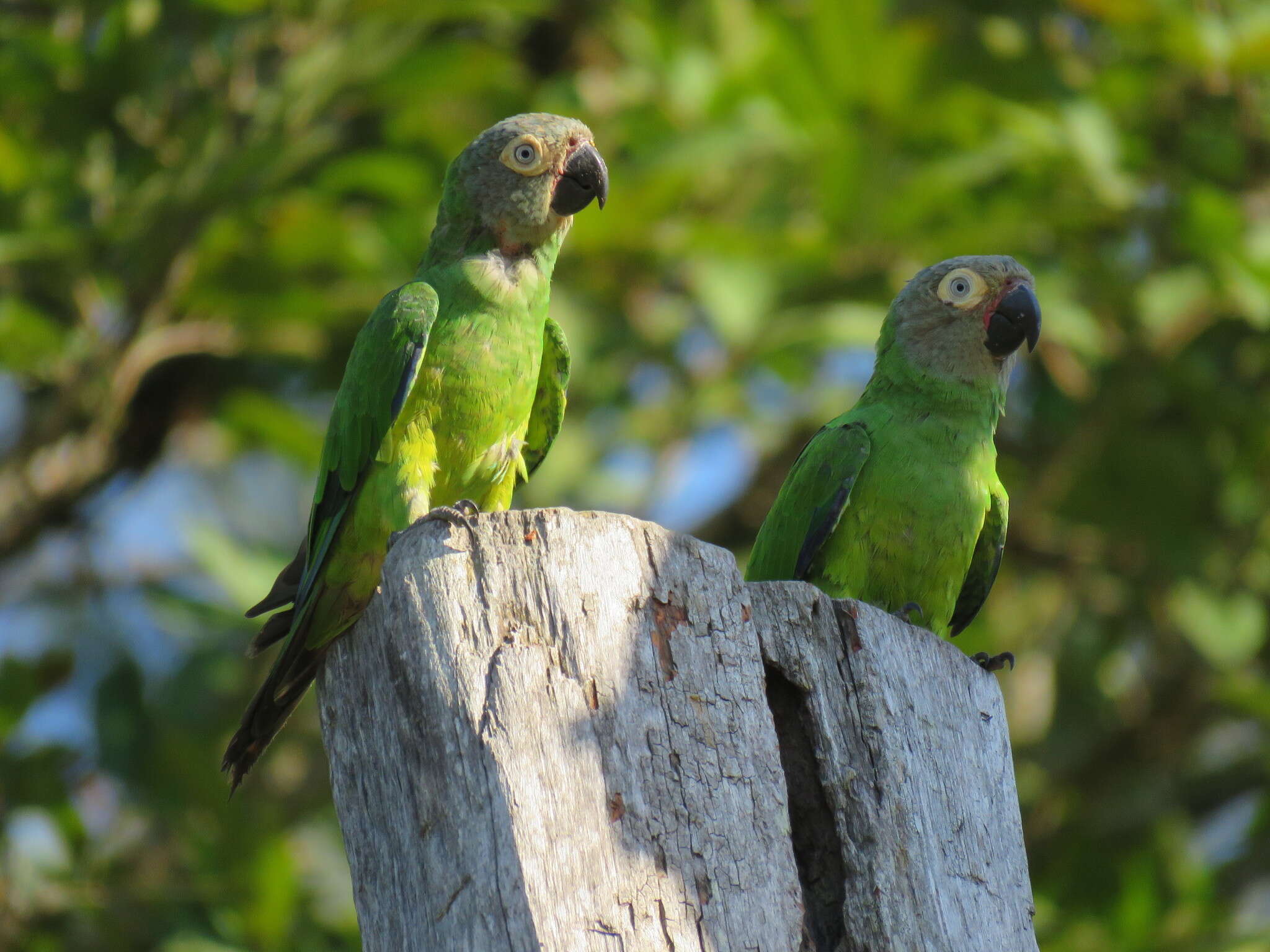 Image of Dusky-headed Parakeet