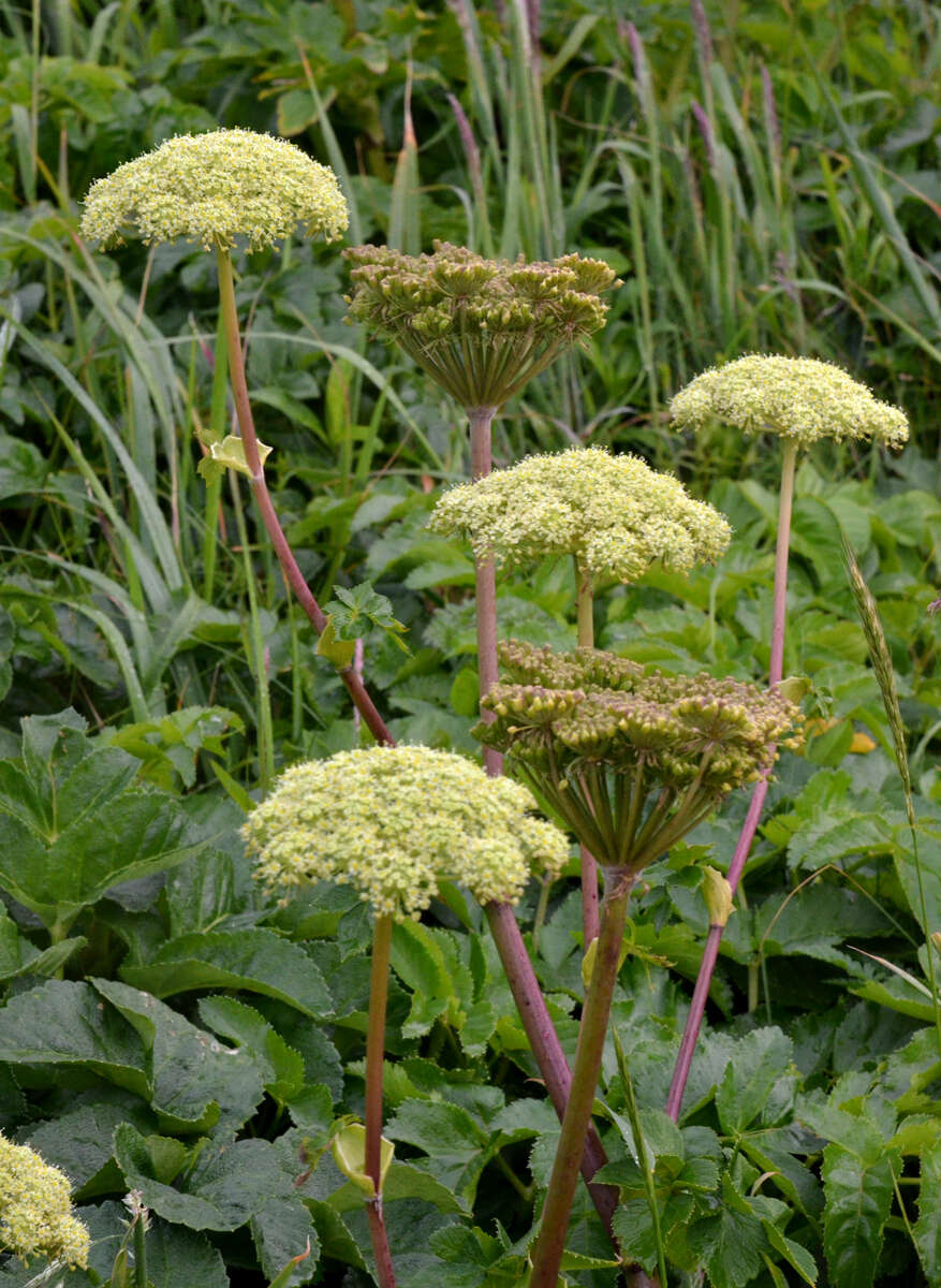 Image of seacoast angelica