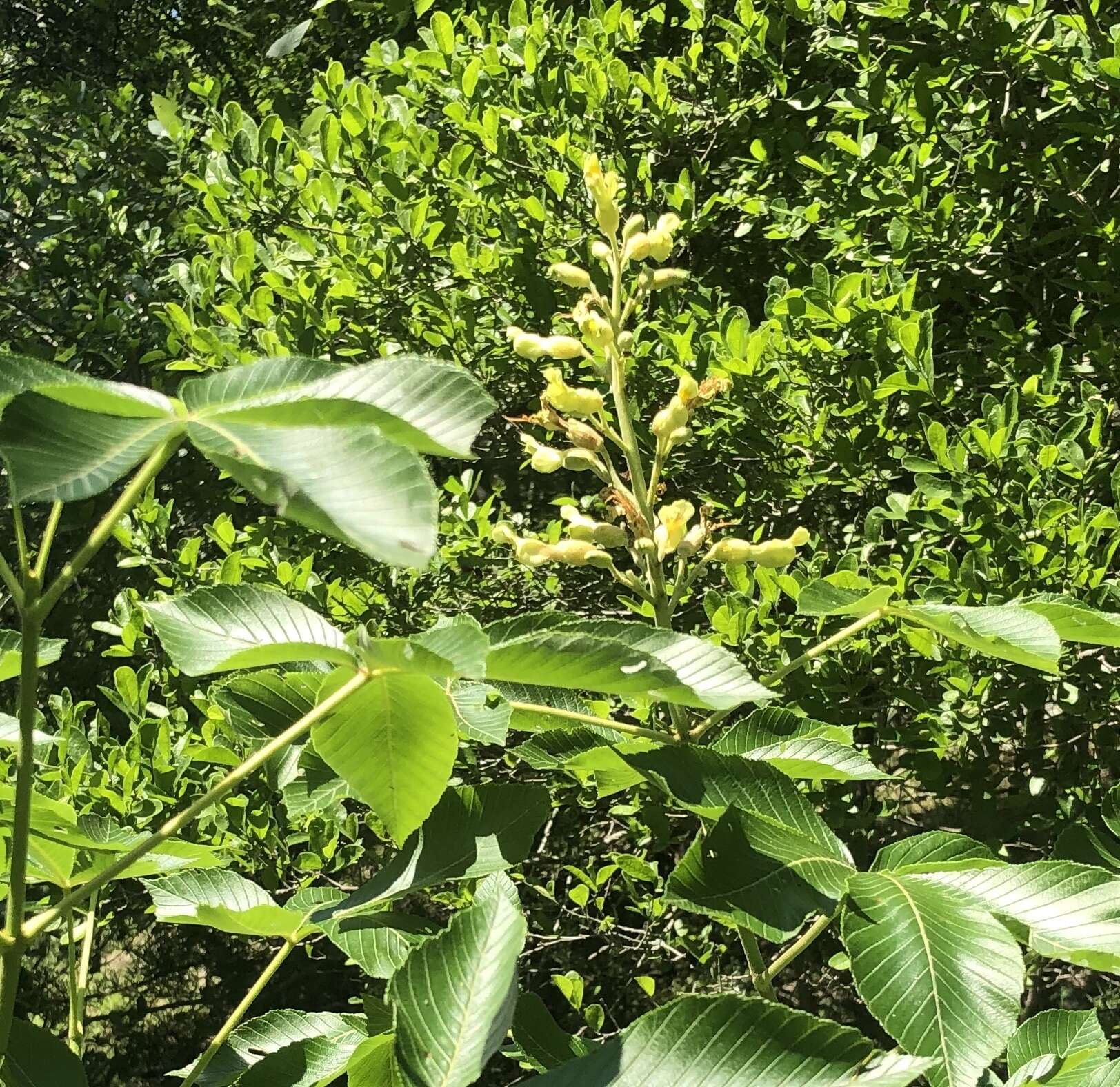 Imagem de Aesculus pavia var. flavescens (Sarg.) Correll