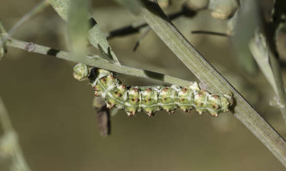 Image of scarce wormwood