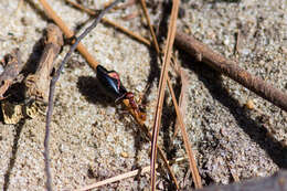 Image of Florida Harvester Ant