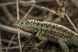 Plancia ëd Microlophus indefatigabilis (Baur 1890)