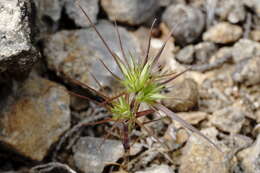 Image of Minuartia montana subsp. wiesneri (Stapf) Mc Neill