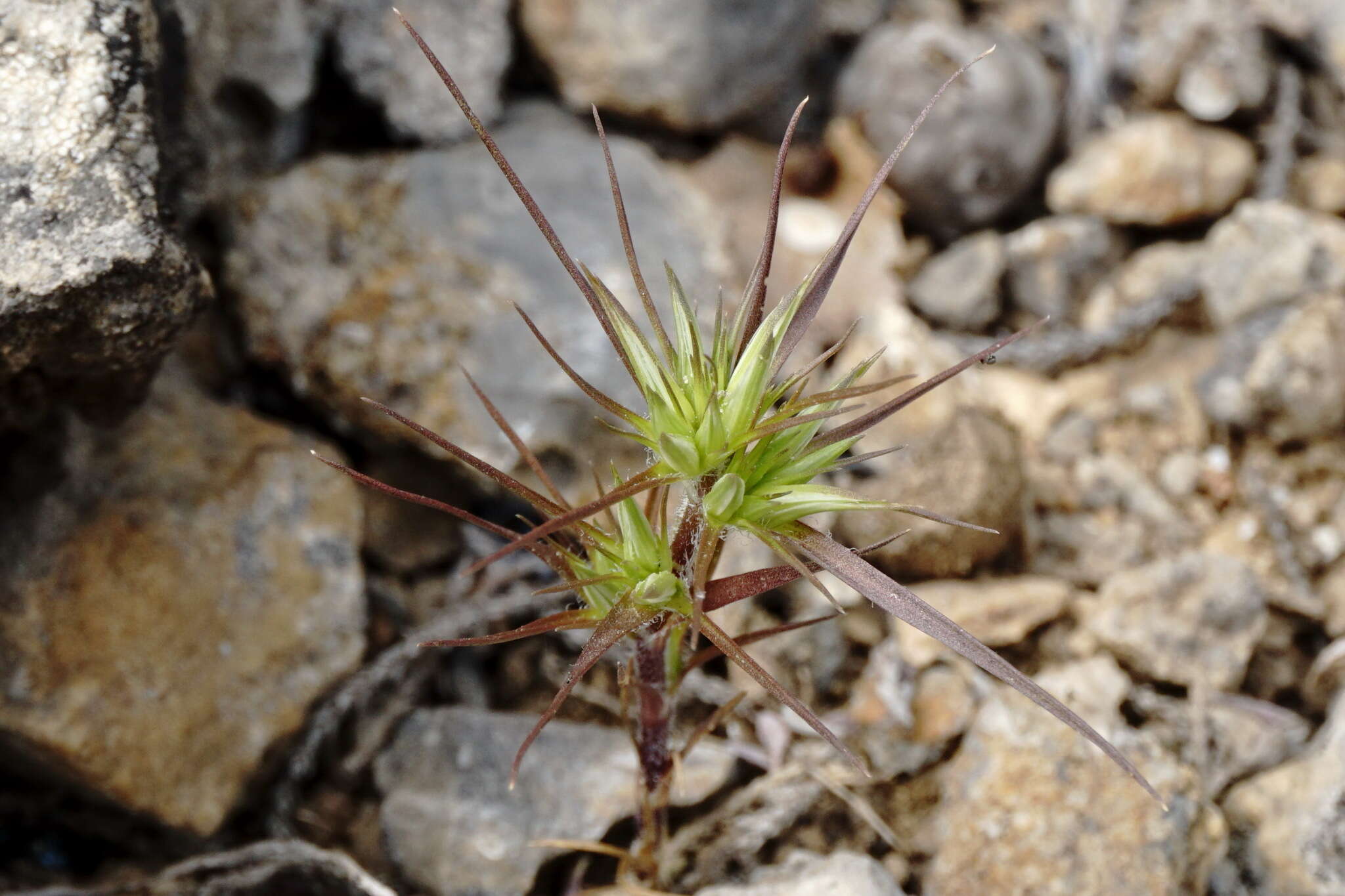 Image of Minuartia montana subsp. wiesneri (Stapf) Mc Neill