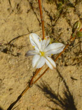 Image of Chlorophytum rigidum Kunth