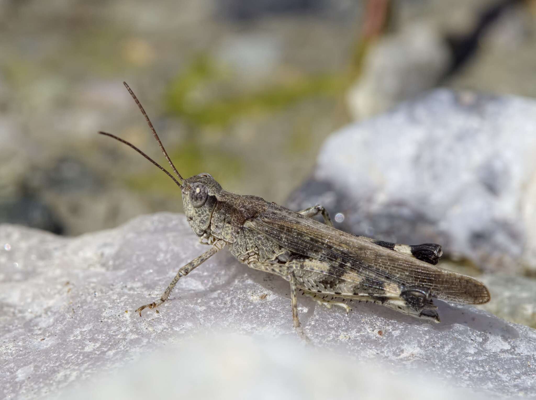 Epacromius tergestinus ponticus (Karny 1907) resmi