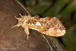 Image of Ginshachia sumatrensis Gaede 1930