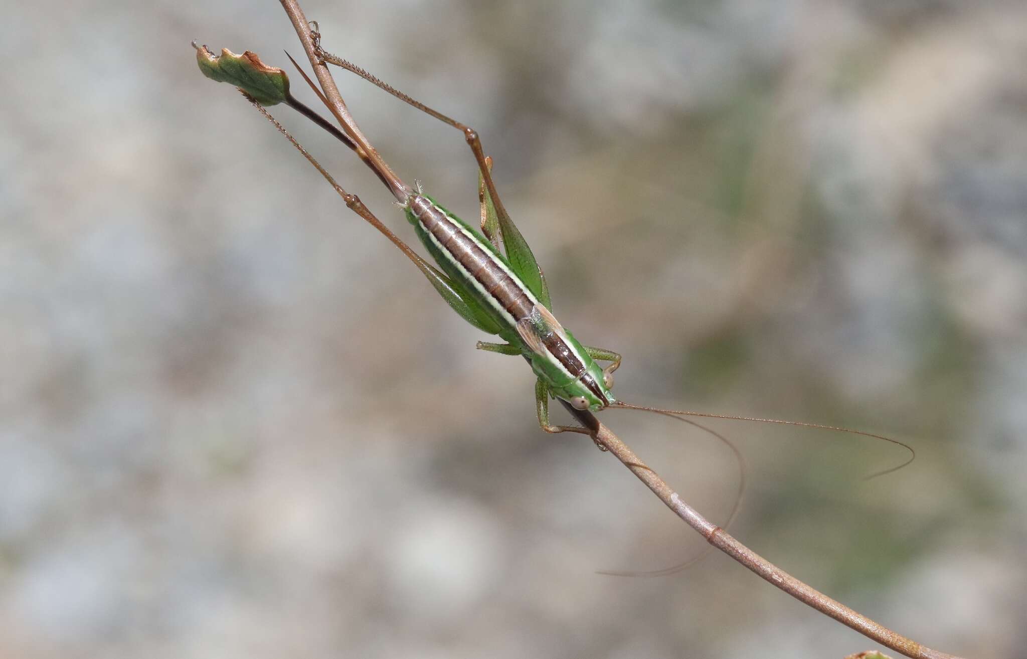 Image of Conocephalus (Anisoptera) bilineatus (Erichson 1842)