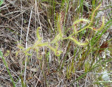 Image of Drosera cistiflora L.