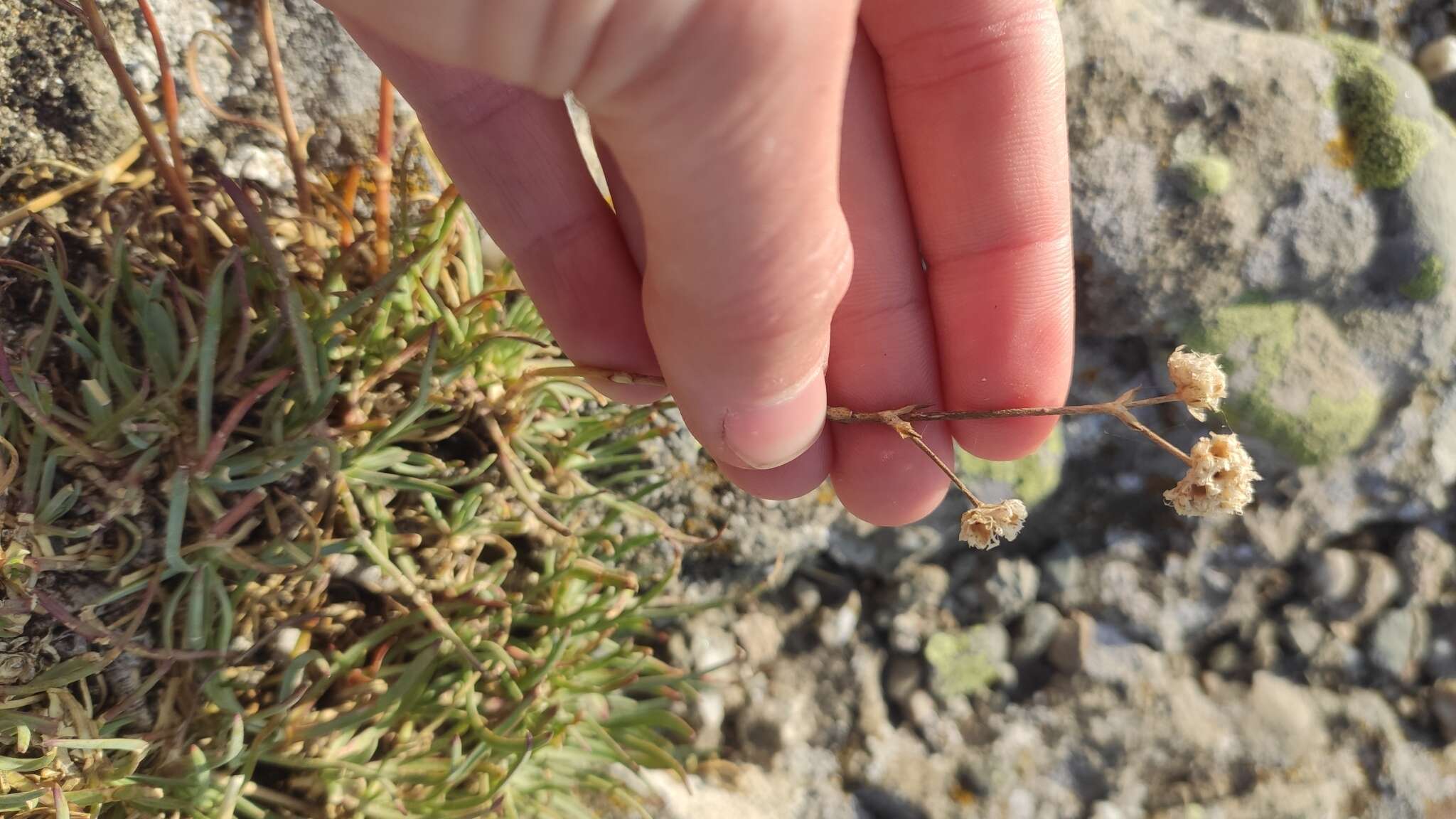 Image of Gypsophila pallasii S. S. Ikonnikov