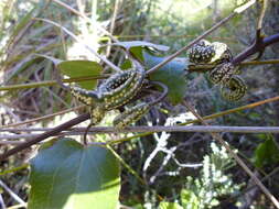 Image of Puccinia otagensis