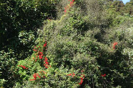 Tropaeolum speciosum Poepp. & Endl. resmi