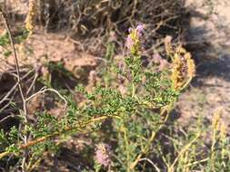 Image of Albuquerque prairie clover