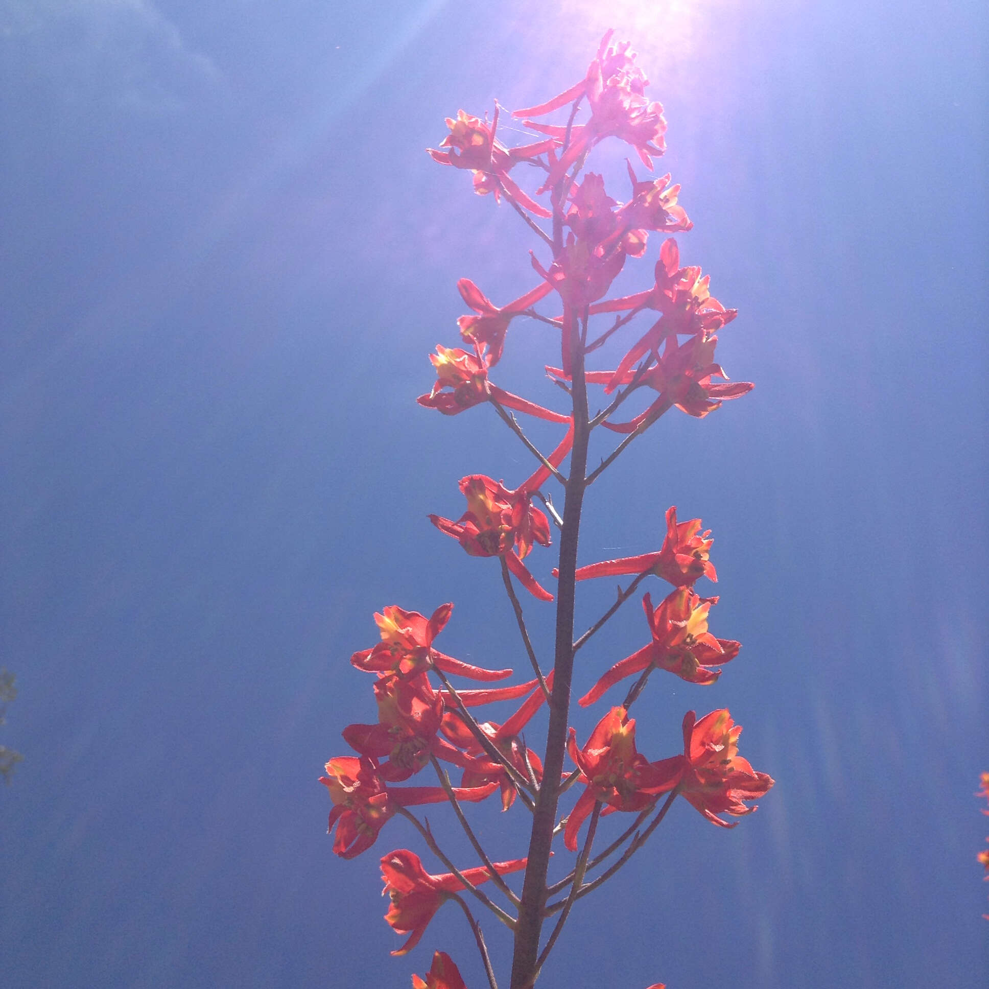 Image of scarlet larkspur