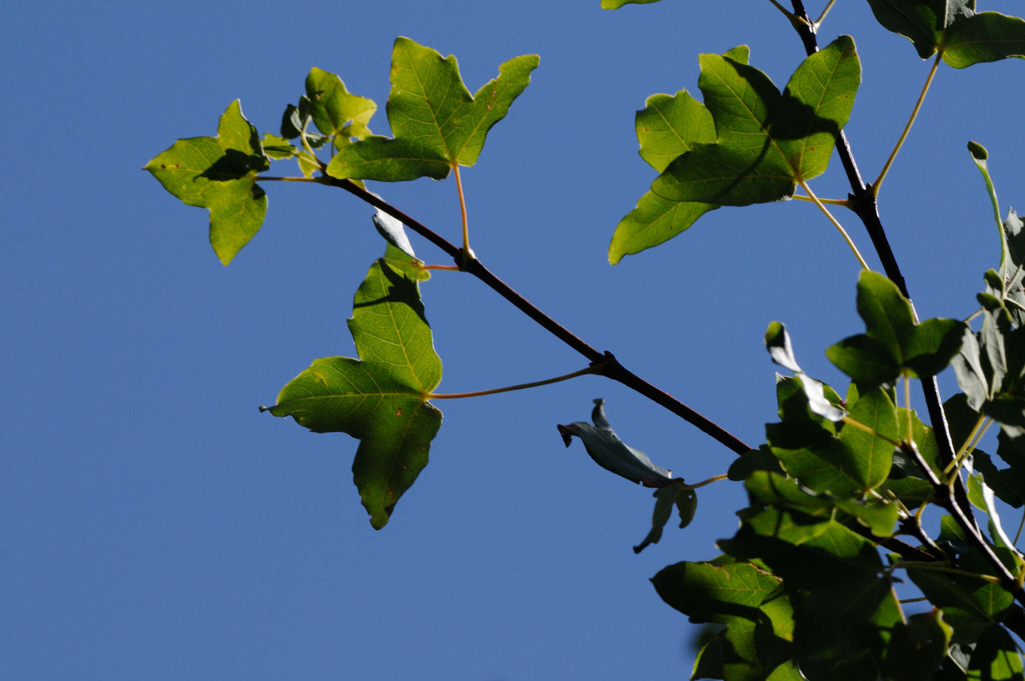 Image of Montpellier Maple