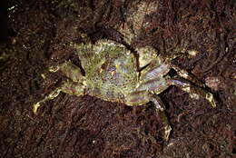 Image of scaly rock crab