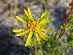 Image of scrubland goldenaster