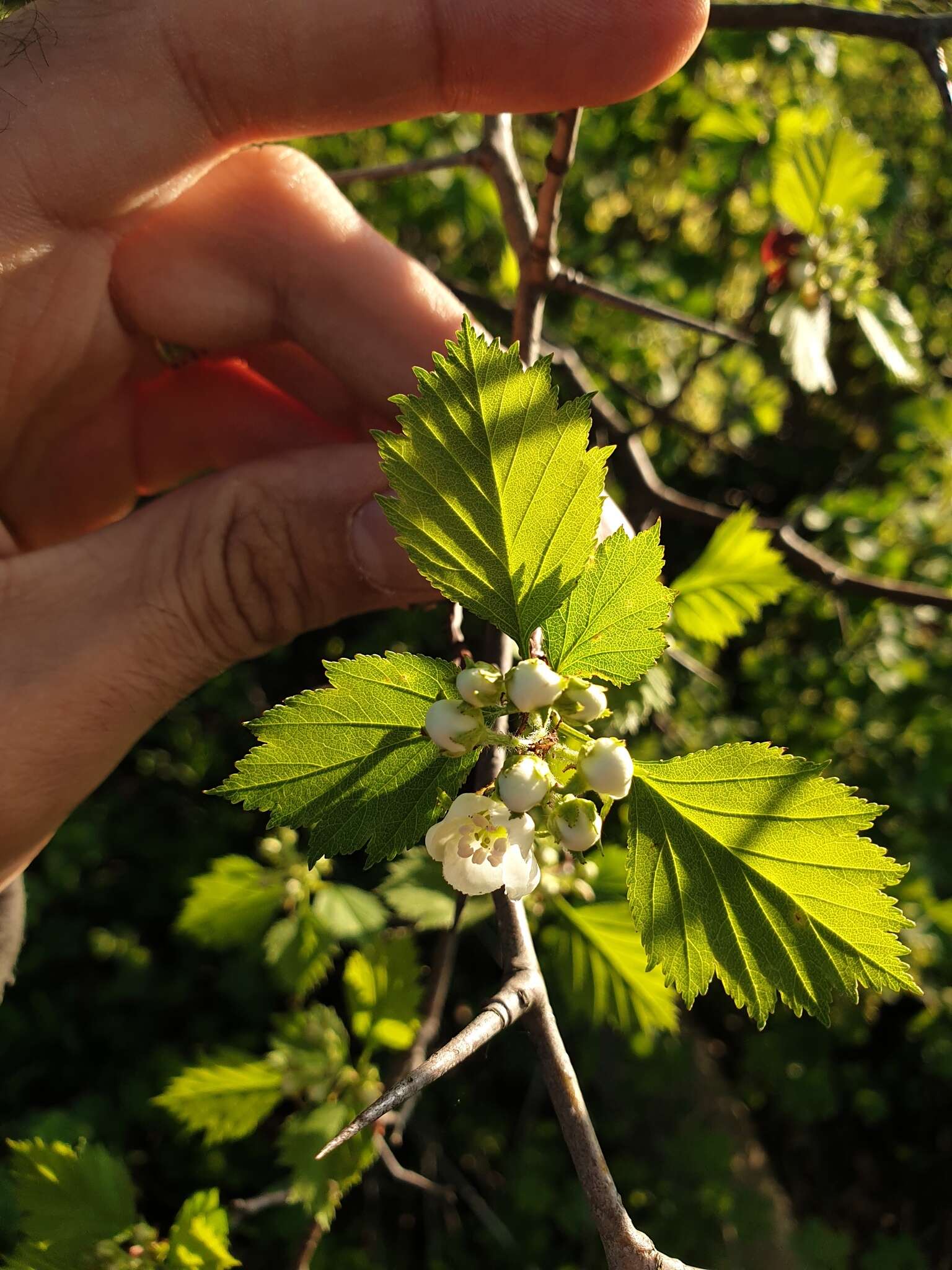 Image of Crataegus flabellata var. flabellata