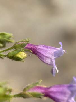 Image of twoleaf beardtongue