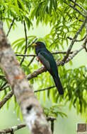 صورة Trogon melanurus Swainson 1838