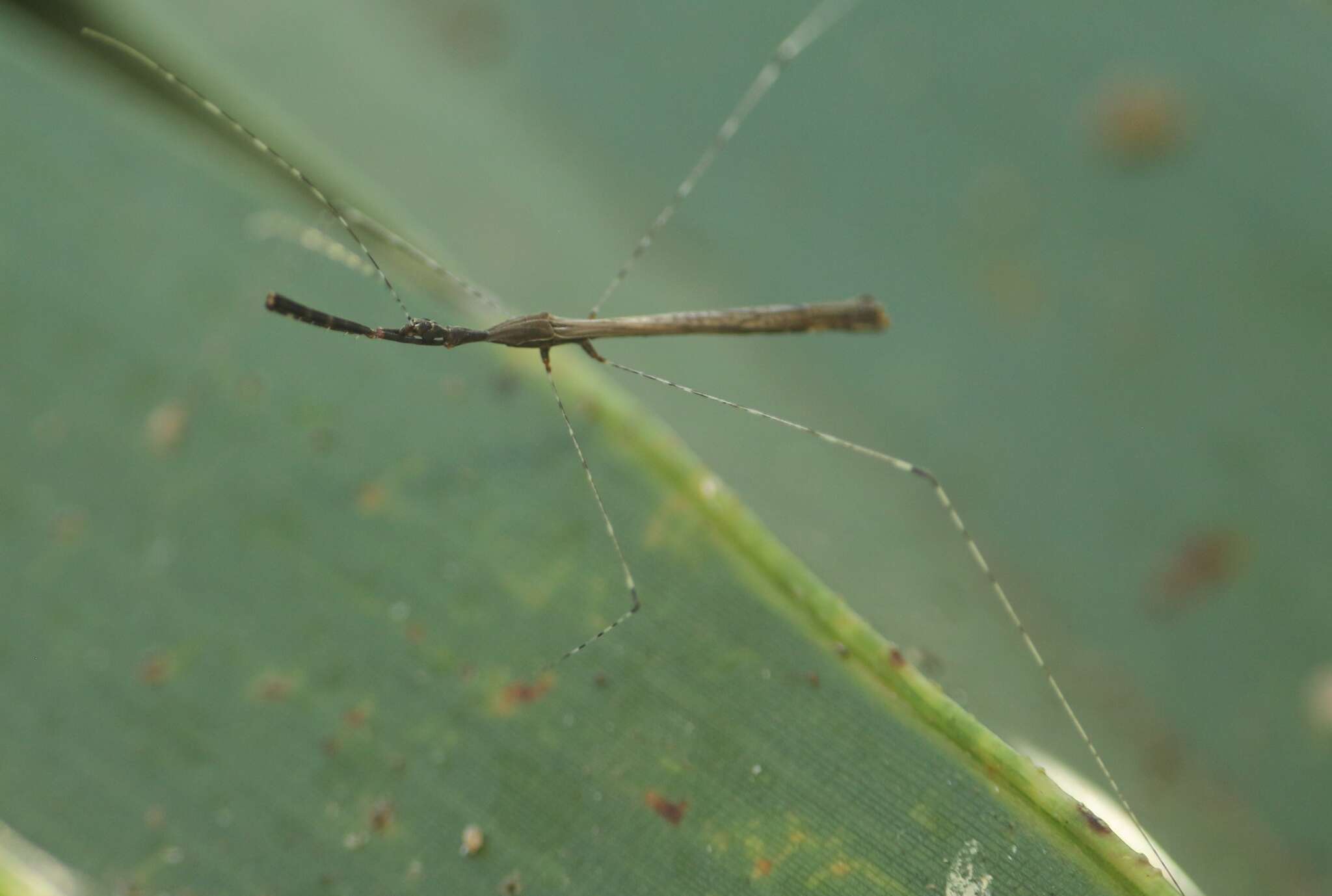 Image of Eugubinus reticolus Distant 1915