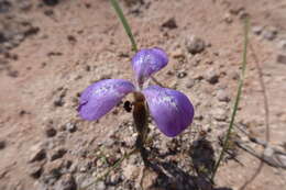 Mastigostyla hoppii R. C. Foster resmi