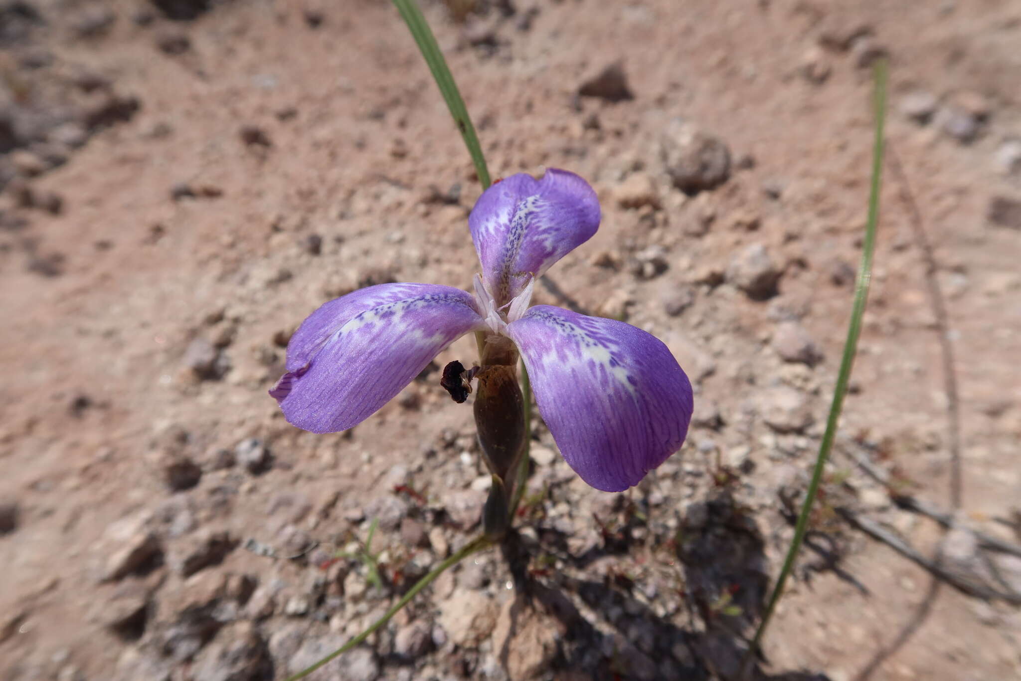 Mastigostyla hoppii R. C. Foster resmi